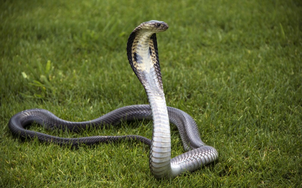 Monocellete Cobra
